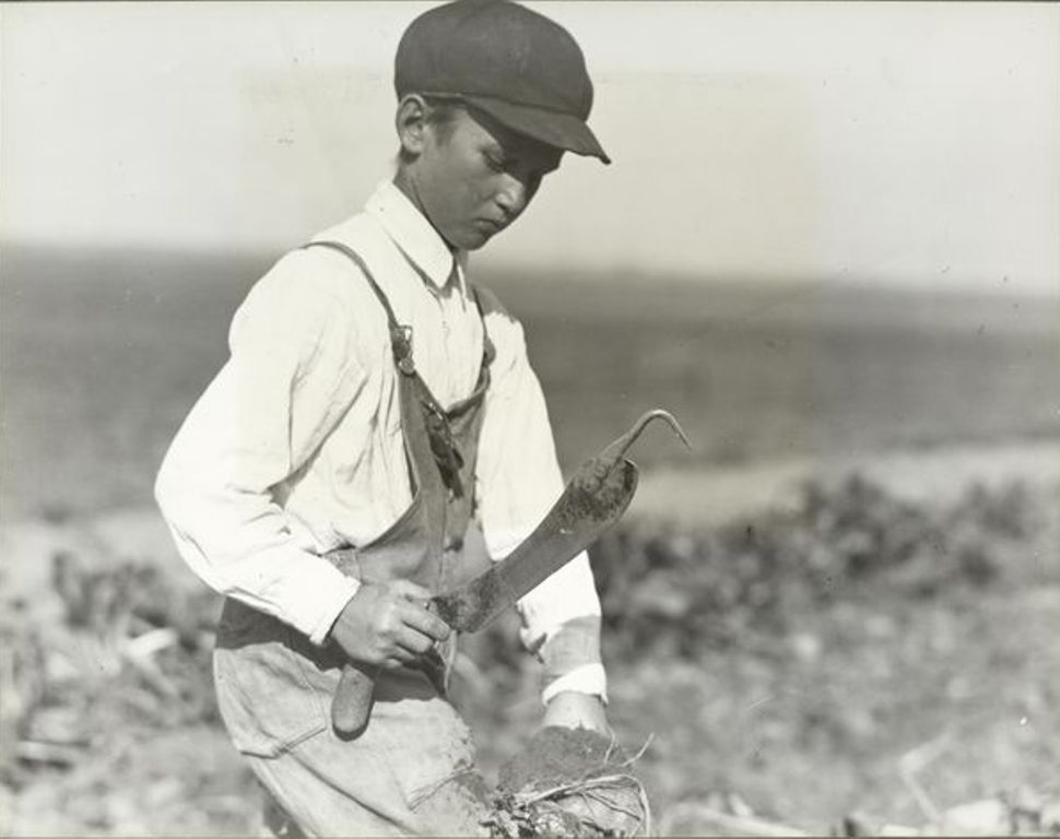 10-летний мальчик собирает свеклу, октябрь 1915