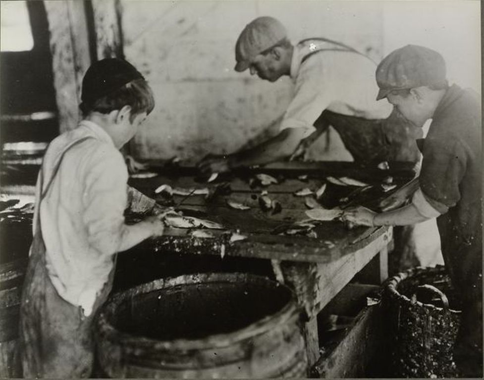 Мальчики, режущие сардину на консервной фабрике, август 1911