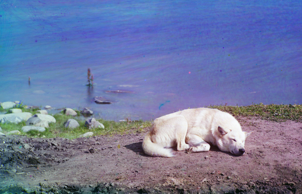 Собака спит на берегу